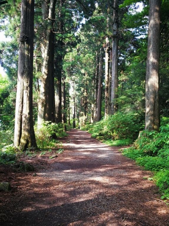 树林间的小路

描述已自动生成